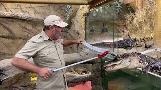 Feeding Alligators CAZY FOODS