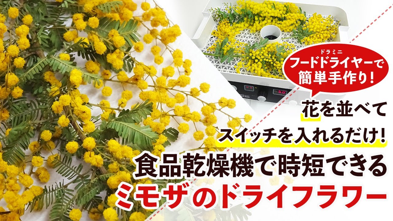 6時間で完成！】フードドライヤーで時短できるミモザのドライフラワー