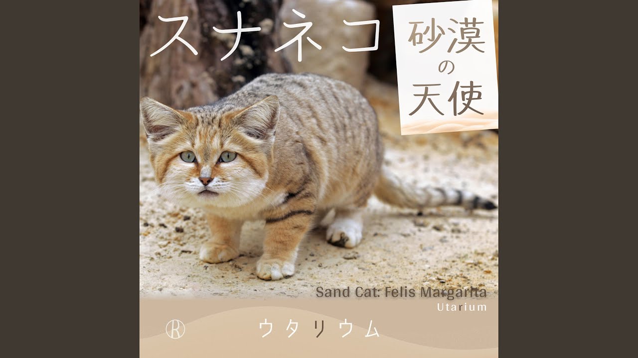 スナネコ【“歌う”動物図鑑】 | レストインレコーズ