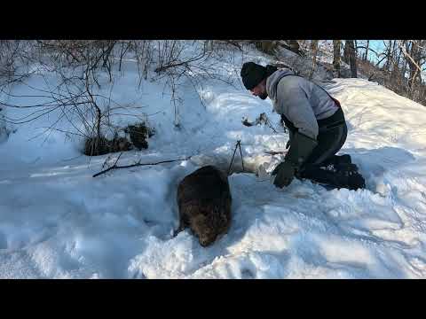Arctic Beaver Trapping in Minnesota (Bank Beaver Lodge)