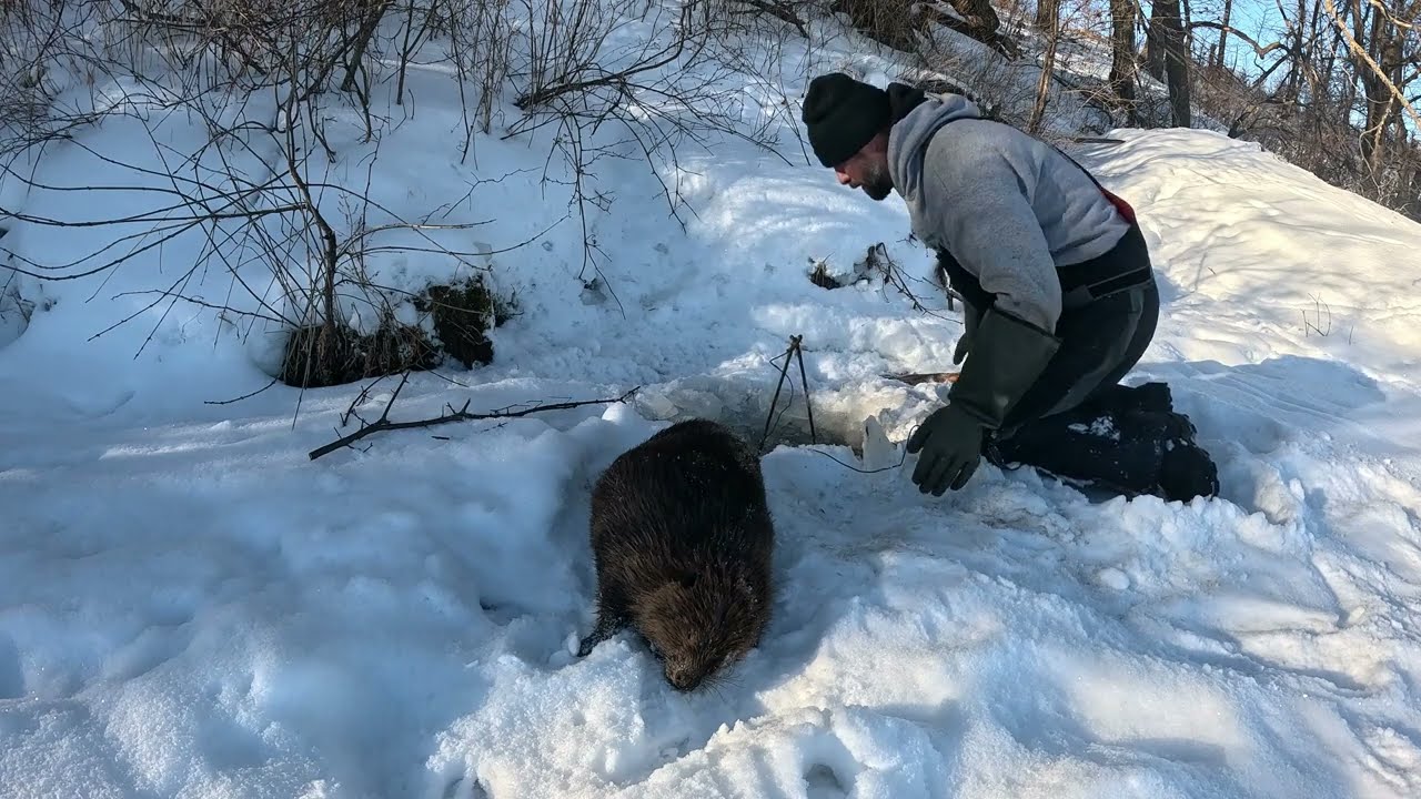 Arctic Beaver Trapping in Minnesota (Bank Beaver Lodge)