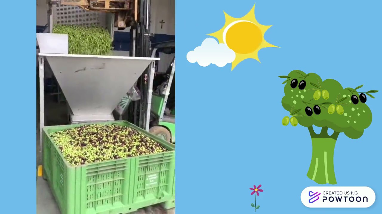 DALLE OLIVE ALL'OLIO