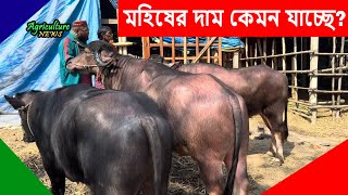 ২০২৬ কুরবানীর জন্য এখন মহিষ কিনার উপযুক্ত সময় | Hazratpur cow haat | Agriculture news