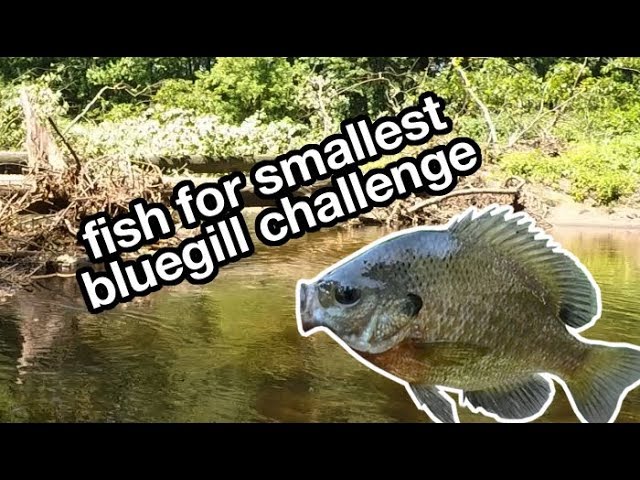Catch Sunfish Challenge Using Micro Size 8 Hook 