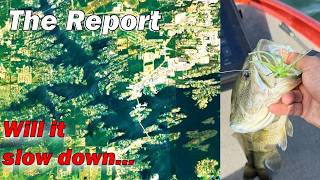 Lake Hamilton, Lake Ouachita, Lake Degray Fishing Report 9/11/26