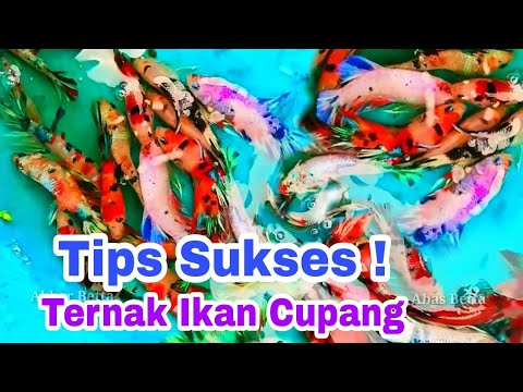 Ternak Ikan Cupang Sampai Sukses ! 