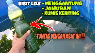 How to prevent various diseases in catfish fry || Curly Whiskers, Fungus, and Hanging Catfish
