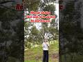 10ha gần quốc lộ 14a giá rẻ . Thoải đẹp . #muabannhadat #batdongsan #muabandatgiare #nhadatlamdong
