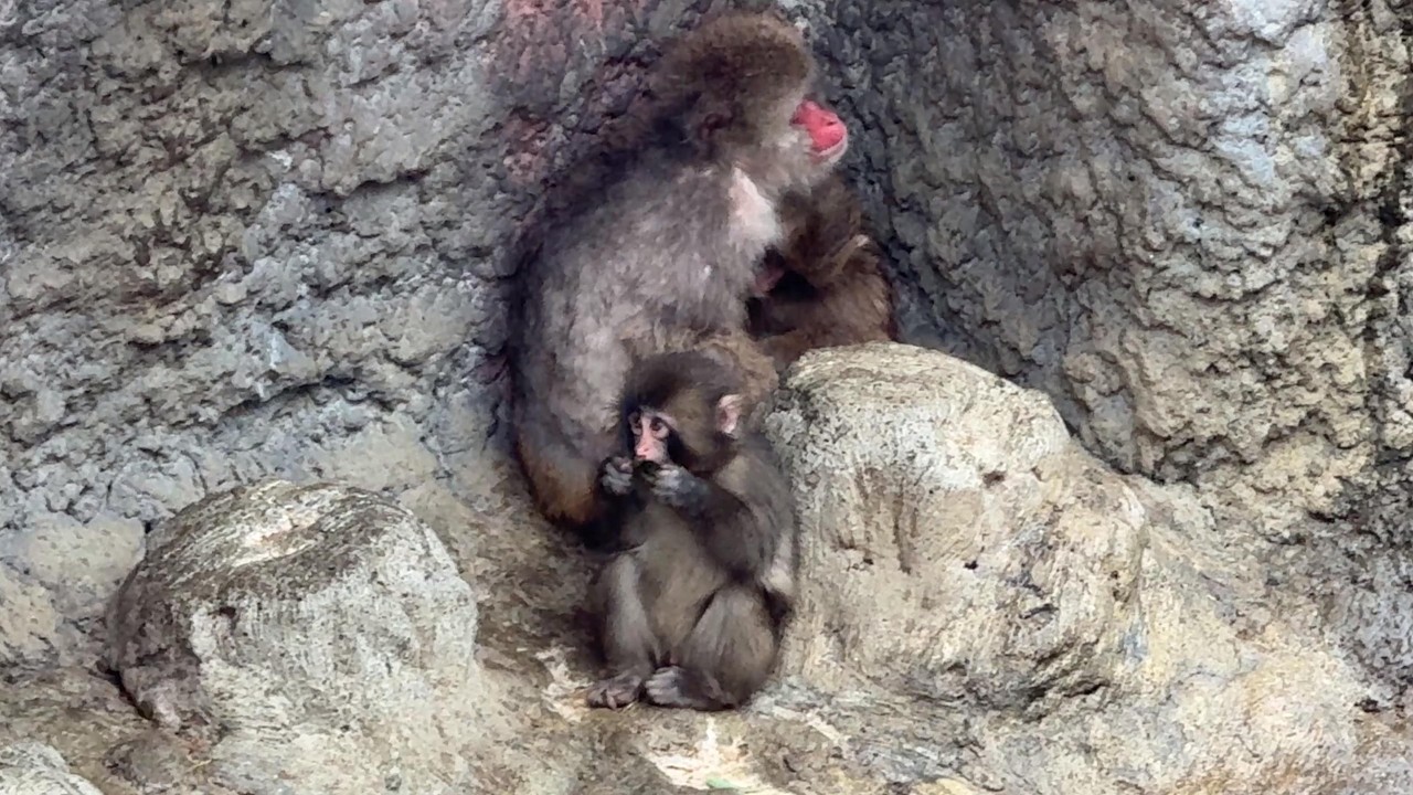 番外編 雨で肌寒い一日！ギューって抱きしめて温めてほしいよね…パンチくん【番外編】【市川市動植物園】ニホンザル