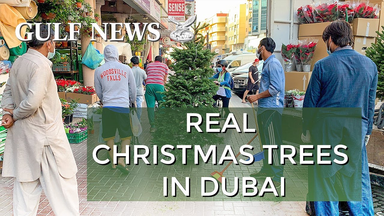 Christmas in Dubai 2020 Residents rush to get real Christmas trees