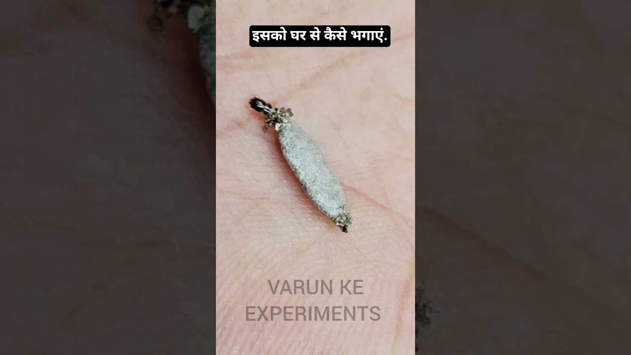 Plaster Bagworm 🐛 