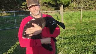Evening Goat Check by Tilly's Tiny Family Farm 9 views 16 hours ago 1 minute, 28 seconds