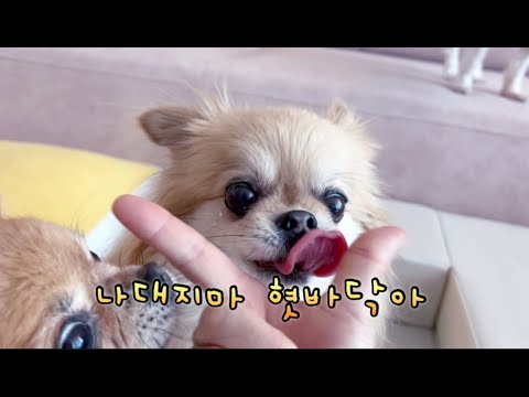 강아지를 몸짱으로 만들어주는 닭가슴살 수제사료/본아페티