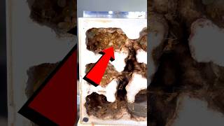 Moving My Golden Ant Colony | Golden Honeypot Ants