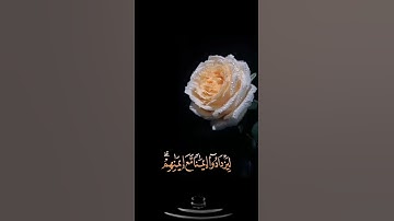 صباح الخير🍃اجمل حالات واتس اب مقاطع قصيره🍃قران كريم هو الذي انزل السكينة🍃 عبد الرحمن مسعد بدون حقوق
