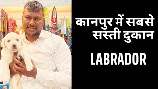 LABRADOR इतना हैवी | LABRADOR PUPPY कानपुर | कानपुर में सबसे सस्ती दुकान | कानपुर में डॉग मार्केट | by SALONI PET SHOP KANPUR 355 views 2 months ago 4 minutes, 21 seconds