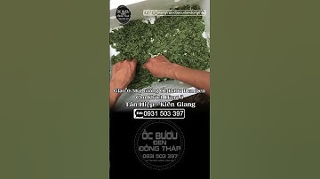 Xuất ốc giống 1kg =20.000 con cho khách Hàng | ốc bươu đen | ốc lác