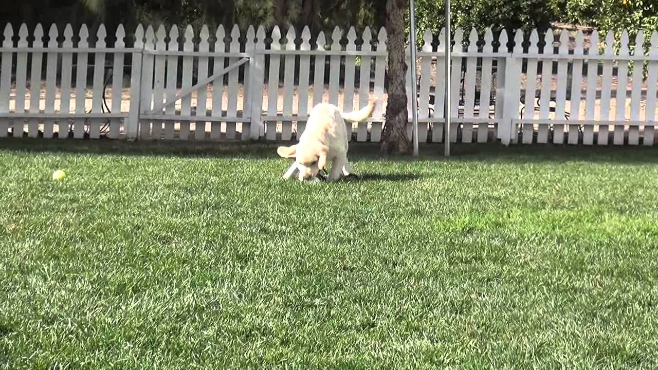 Golden Meadows Kennel Jackie YouTube