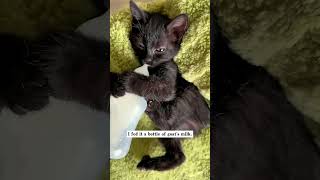 i found a stray kitten in the middle of the road... this is what happened next