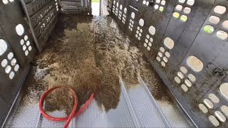 New Year, New Poo ( Raw Audio, No Music) Cow Trailer Washout (ep.15)