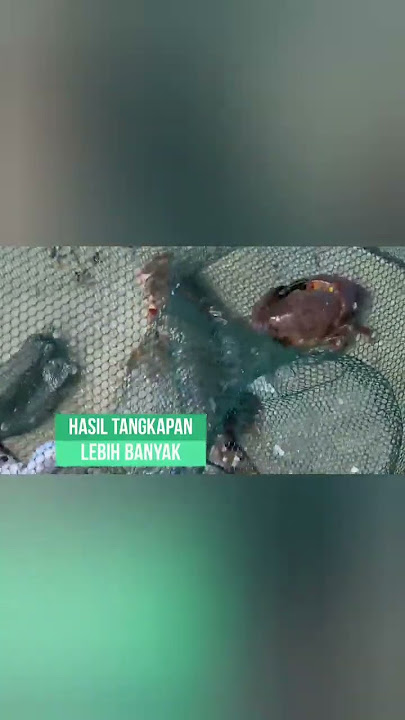 #006 Perangkap Bubu Payung Alat Jaring Pancing Jala Ikan Udang Kepiting Lele Lobster Sungai Laut