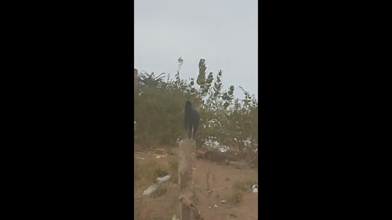 "मावठ" Golden drop  Mawath Rain in Village of Rajasthan in Winter Season