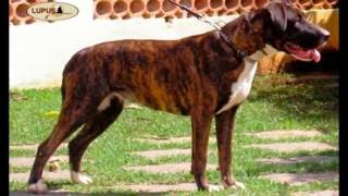 Dogue brasileiro(Brazilian dogo - brazilian dogge) Dog breed