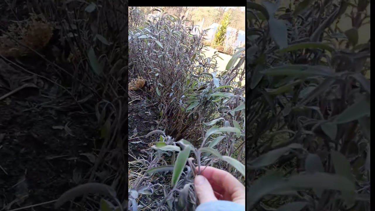 Piękna pogoda, słonecznie, ciepło ...Czas na sekator #sekator #porządki #ogród #dc #pasja #hobby