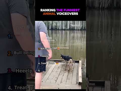 ranking the funniest animal voiceovers #funny