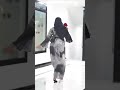 Niiko Macaan Gabar Soomaali Ah Soomali Niiko Live Ah Somaligirlstiktok Niikosomali Niiko Macaan Gabar Soomaali Ah Soomali Niiko Live Ah Somaligirlstiktok Niikosomali