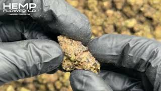 GAS Indoor THCa Flower by Hemp-Flower Co.