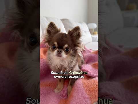 Sounds All Chihuahua Owners Will Recognize If You Know You Know