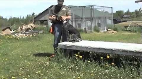 Pointing dog steadiness training