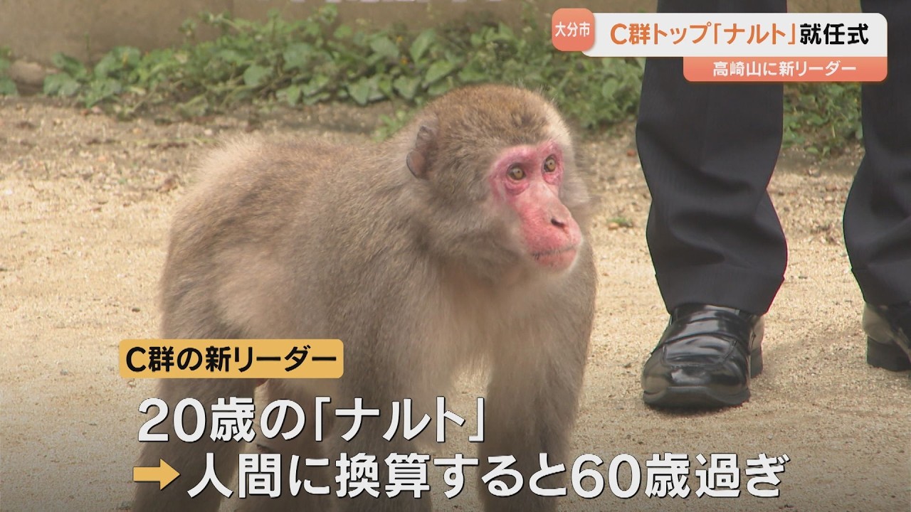 The new leader is Naruto, a 60-year-old male monkey. 