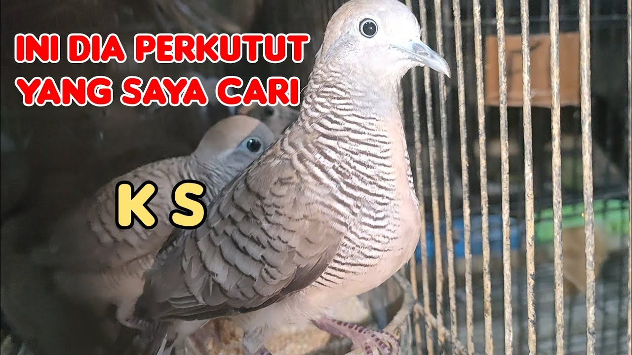 INI DIA PERKUTUT YANG SAYA CARI., K S ( kantong Semar )