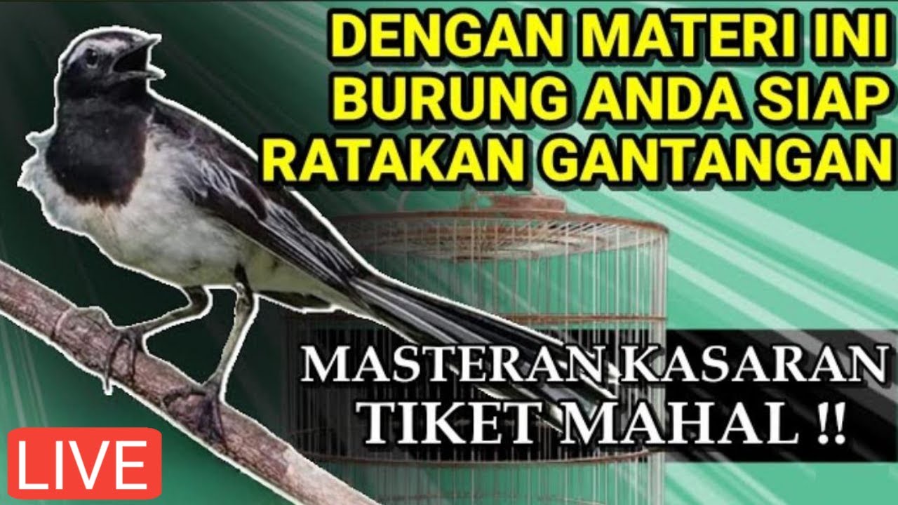 Masteran Rahasia Para Jawara 💥 Burung Cepat Jadi Petarung
