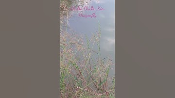 Chuồn Chuồn Kim ( Dragonfly ) / #shorts