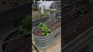 @Ducktopia101 Garden Planters #homestead #grow your own food #greenhouse #DYI backyard gardening