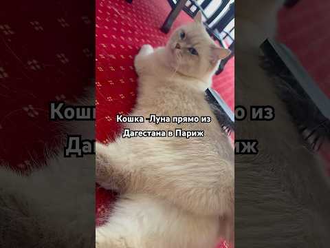 #shortvideo #cat #веселыекоты #прикол #видосыоткота #кот #shortvideo #shorts