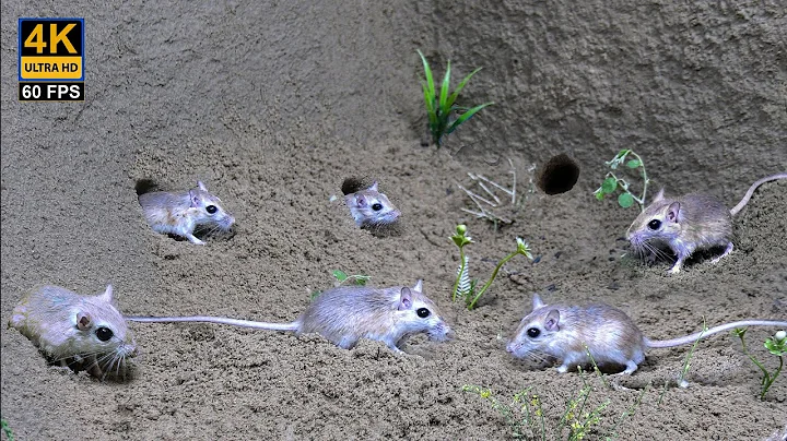 Cat TV for Cats to watch mouse digging borrows, hide & seek in holes, squeaking and playing - 60fps