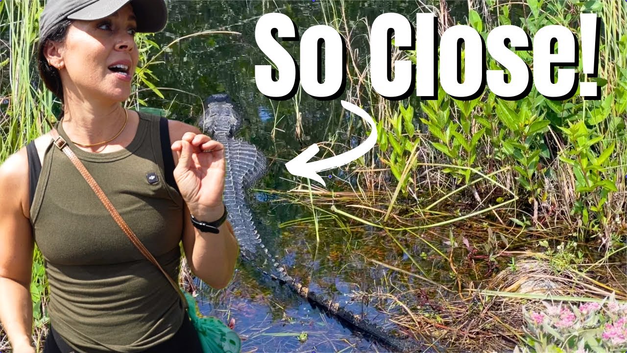 See WHY Shark Valley Everglades National Park is a MUST Visit! (RV Life)