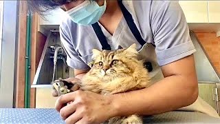 Domestic Long-Haired Cat Lion Cut Hairstyle Grooming - | Pet Grooming TV by Pet Grooming TV 154 views 6 months ago 10 minutes, 22 seconds