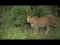 Elephant Behavior and Maternal Bonds