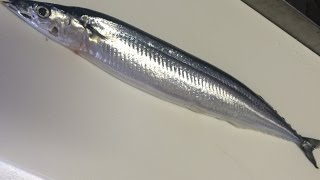 「魚の上手な食べ方」（尾頭付き編）