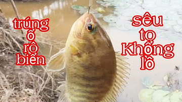 Câu Cá Rô,Bất Ngờ Địa điểm Mới Toàn Rô Biển Thác Lát Giật Đã Tay tập_261| Vui Miền Tây Vlog