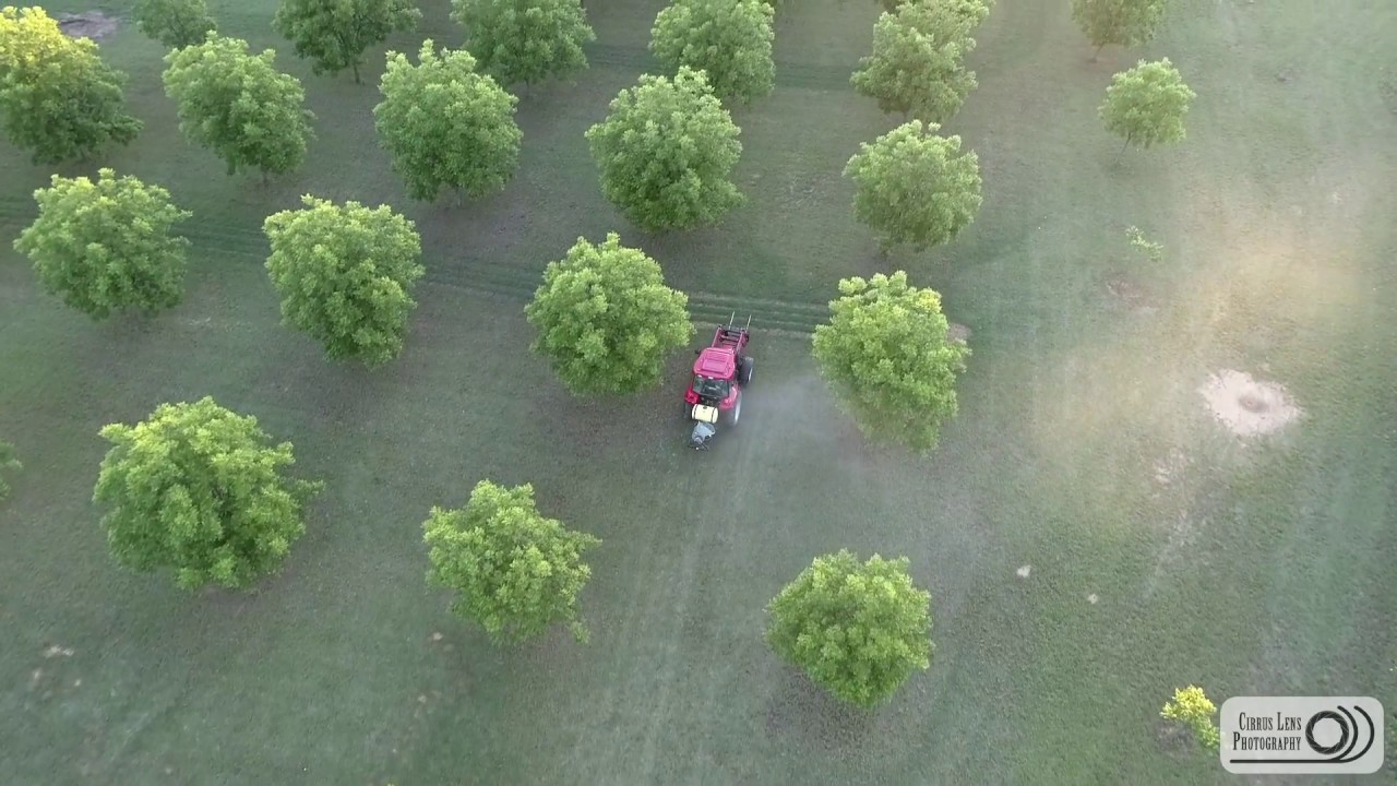 Spraying Pecan Trees to Control the Pecan Nut Casebearer Moth YouTube