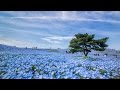 [ 4K Ultra HD ] 青い絶景 ひたち海浜公園のネモフィラ - Nemophila Hills at Hitach…