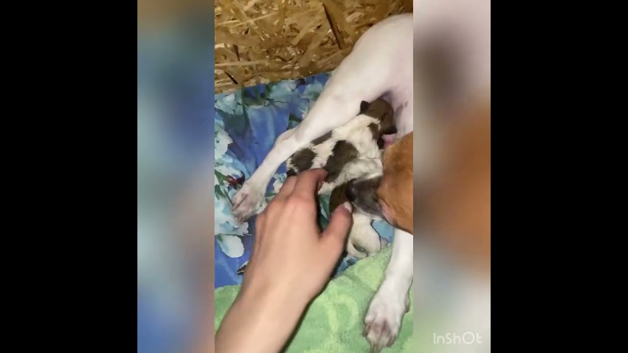 Роды Джек Рассел терьер, Температура перед родами у собаки Беременность Джек Рассел терьер