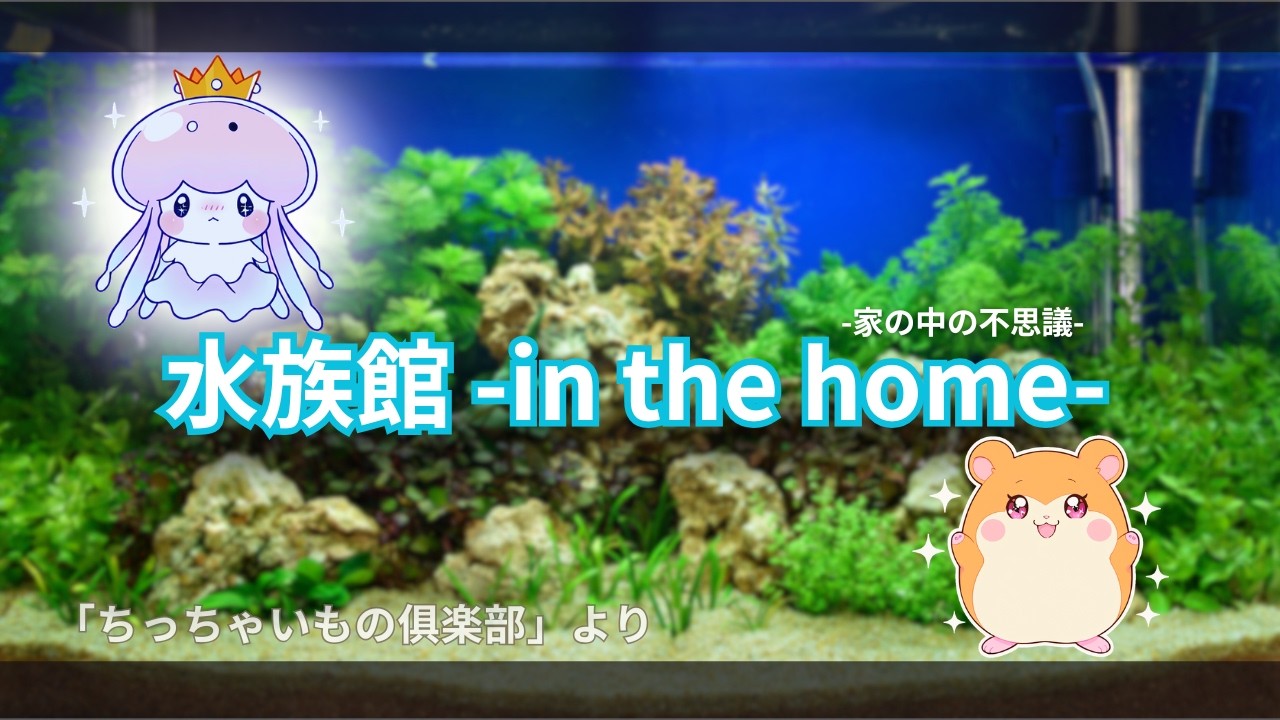 水族館-in the home-Project 愛のStory Scene 09