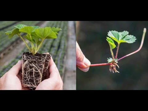 დარგვის დრო, განსხვავება მოკლე დღის და ნეიტრალურ-რემონტატულ სახეობებს შორის